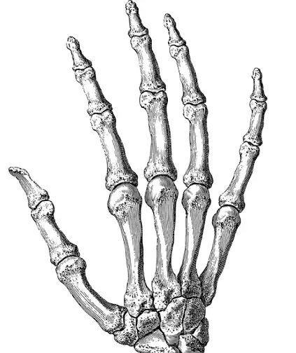 interphalangeal joint thumb