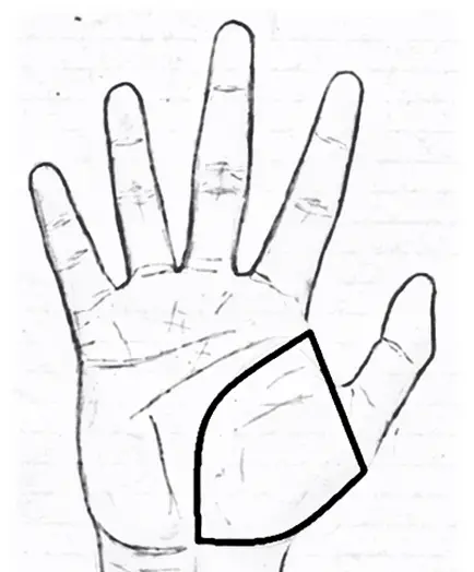 Mount of Venus in palmistry