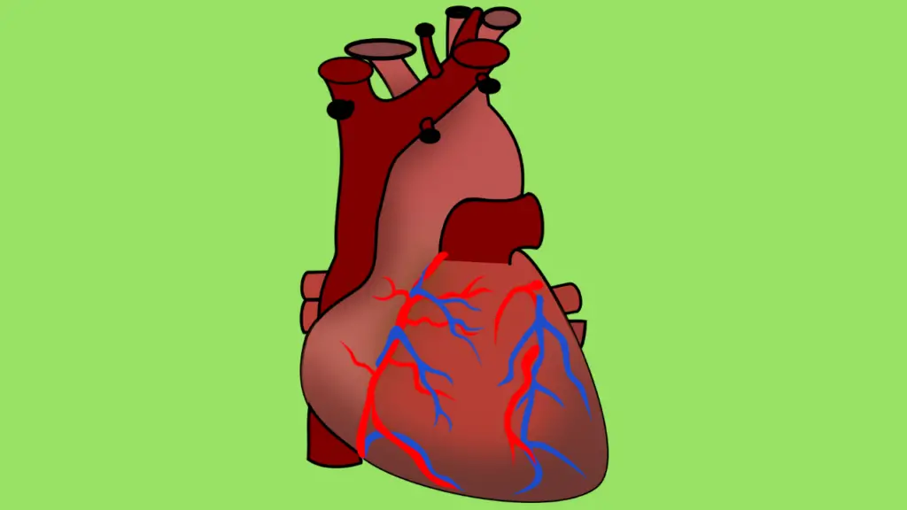 poor circulation of blood and heart disease