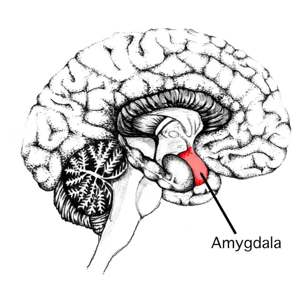 Amygdala and emotions