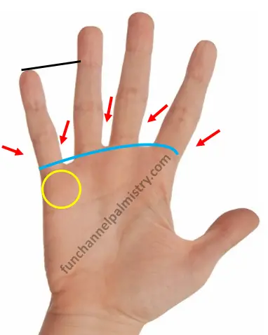 long little finger in palmistry