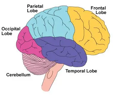 Frontal lobe and memory