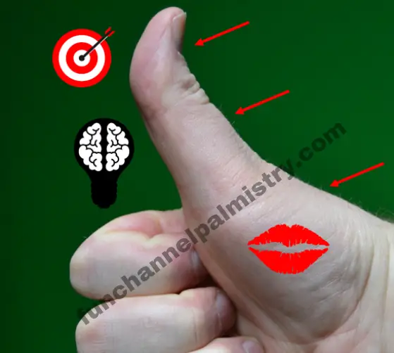 Thumb phalanges palmistry