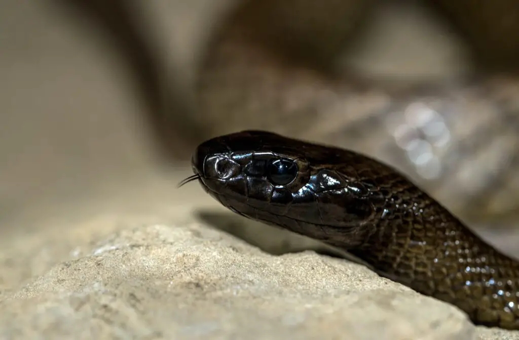 Biblical meaning of black snakes in dreams