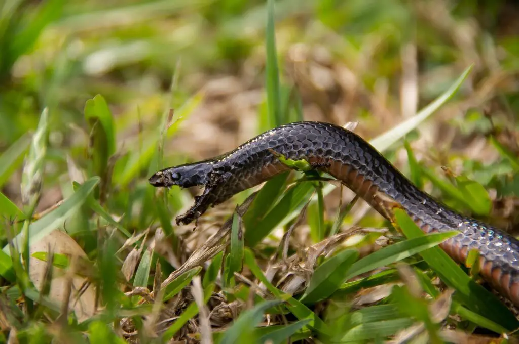 Dream of a black snake biting someone else