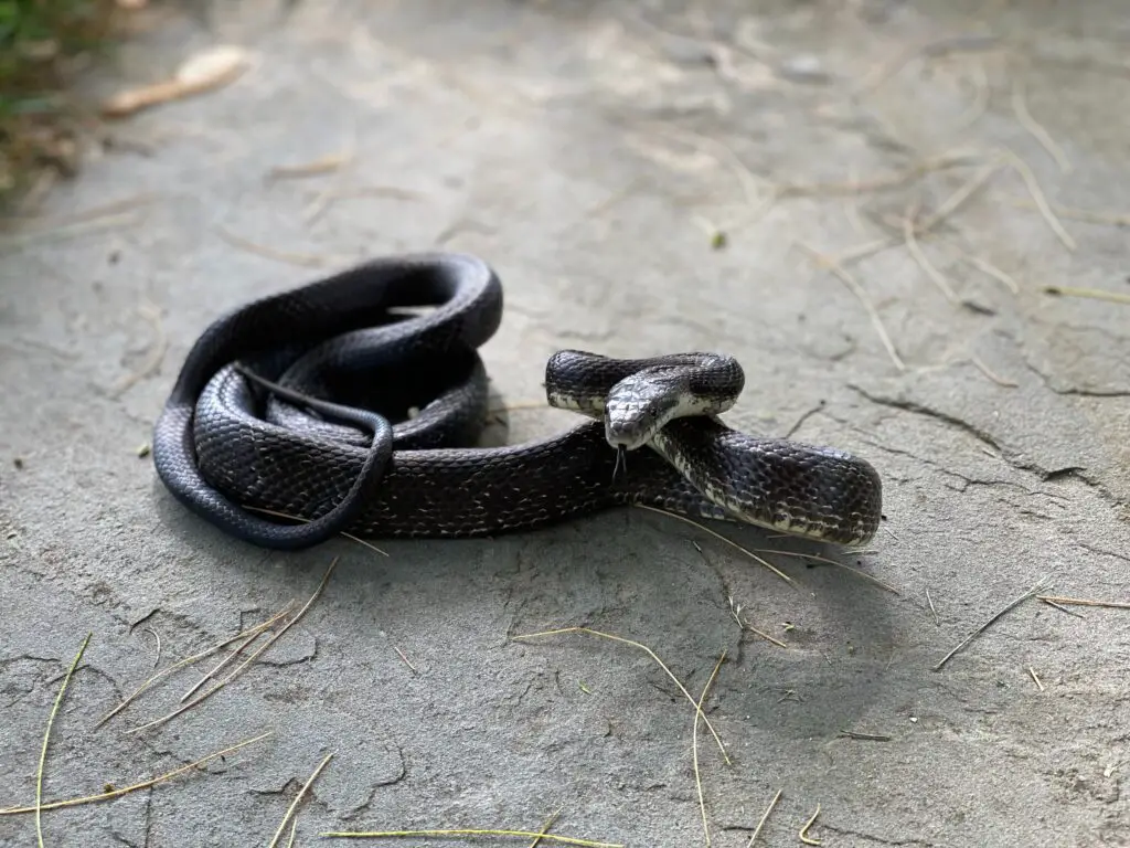 Dream of a black snake biting you