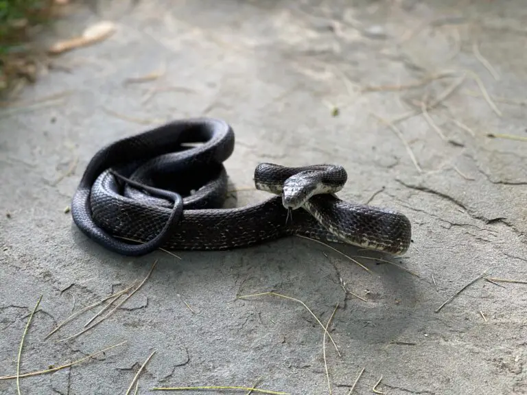 Black Snake Dream Meaning- 27 Different Interpretations