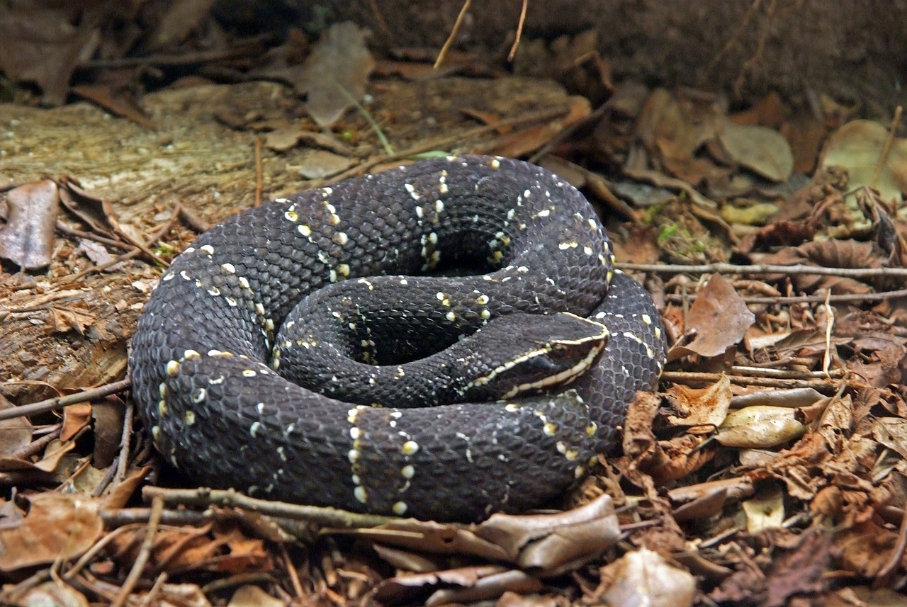 Black Snake Dream Meaning- 27 Different Interpretations