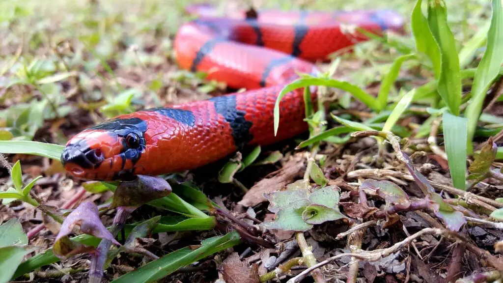 Dream of red and black snake