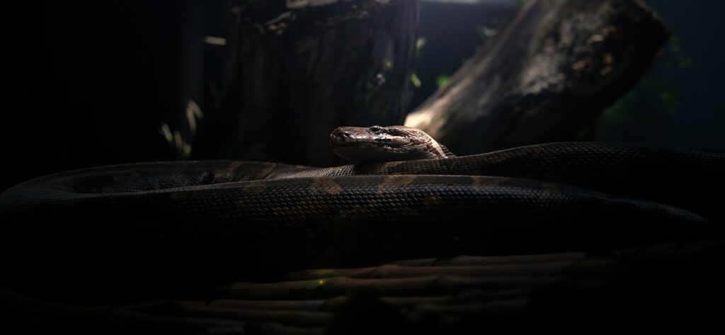 Dreaming of a big black snake
