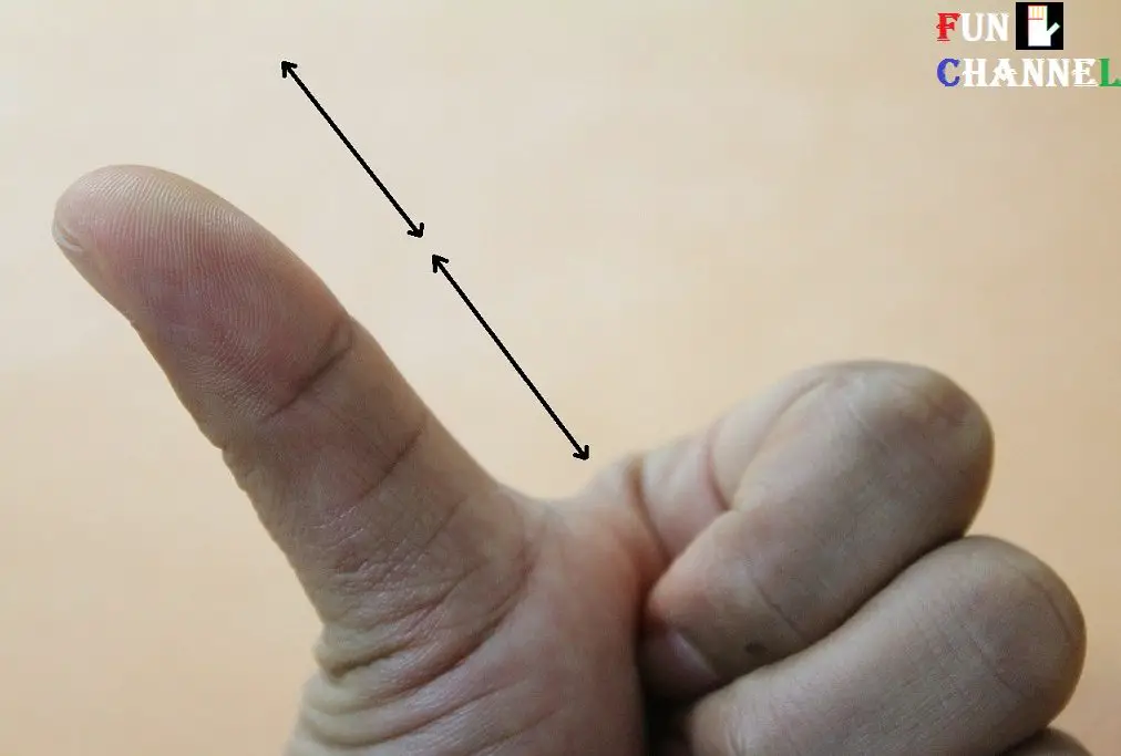 thumb shape in palmistry